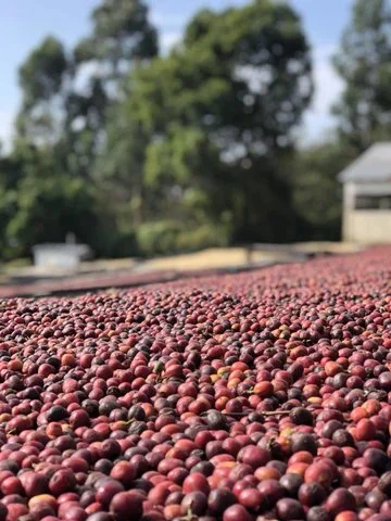 Kenya - Nyala Estate AA — Kenz Coffee Roasters